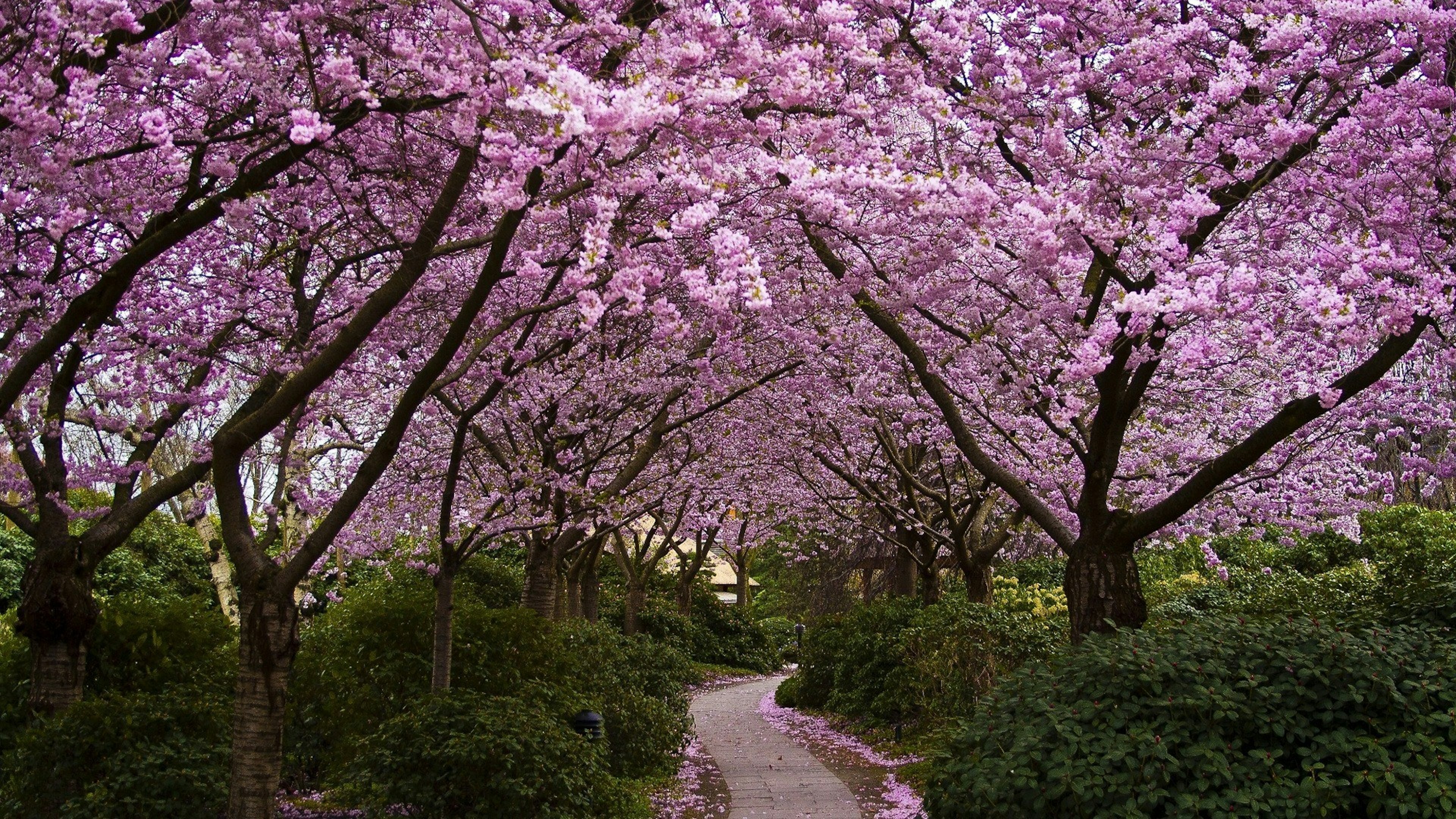 Cherry Tree and Global Warming: to bloom or not to bloom?