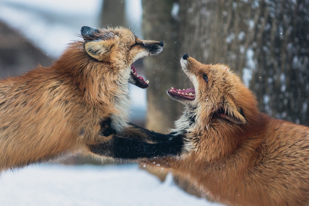 foxfight.jpeg